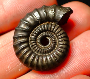 detailed Crucilobiceras pyrite ammonite (26 mm)