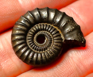 detailed Crucilobiceras pyrite ammonite (26 mm)