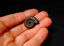 Load image into Gallery viewer, detailed Crucilobiceras pyrite ammonite (26 mm)
