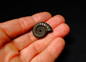 detailed Crucilobiceras pyrite ammonite (26 mm)