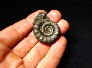 Perfect pyrite Eoderoceras ammonite fossil (39 mm)