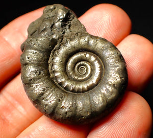 Perfect pyrite Eoderoceras ammonite fossil (39 mm)