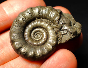 Perfect pyrite Eoderoceras ammonite fossil (39 mm)