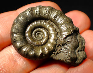 Perfect pyrite Eoderoceras ammonite fossil (39 mm)