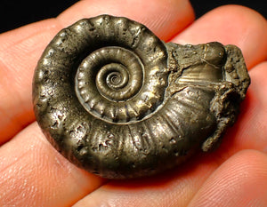 Perfect pyrite Eoderoceras ammonite fossil (39 mm)