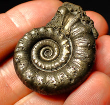 Load image into Gallery viewer, Perfect pyrite Eoderoceras ammonite fossil (39 mm)
