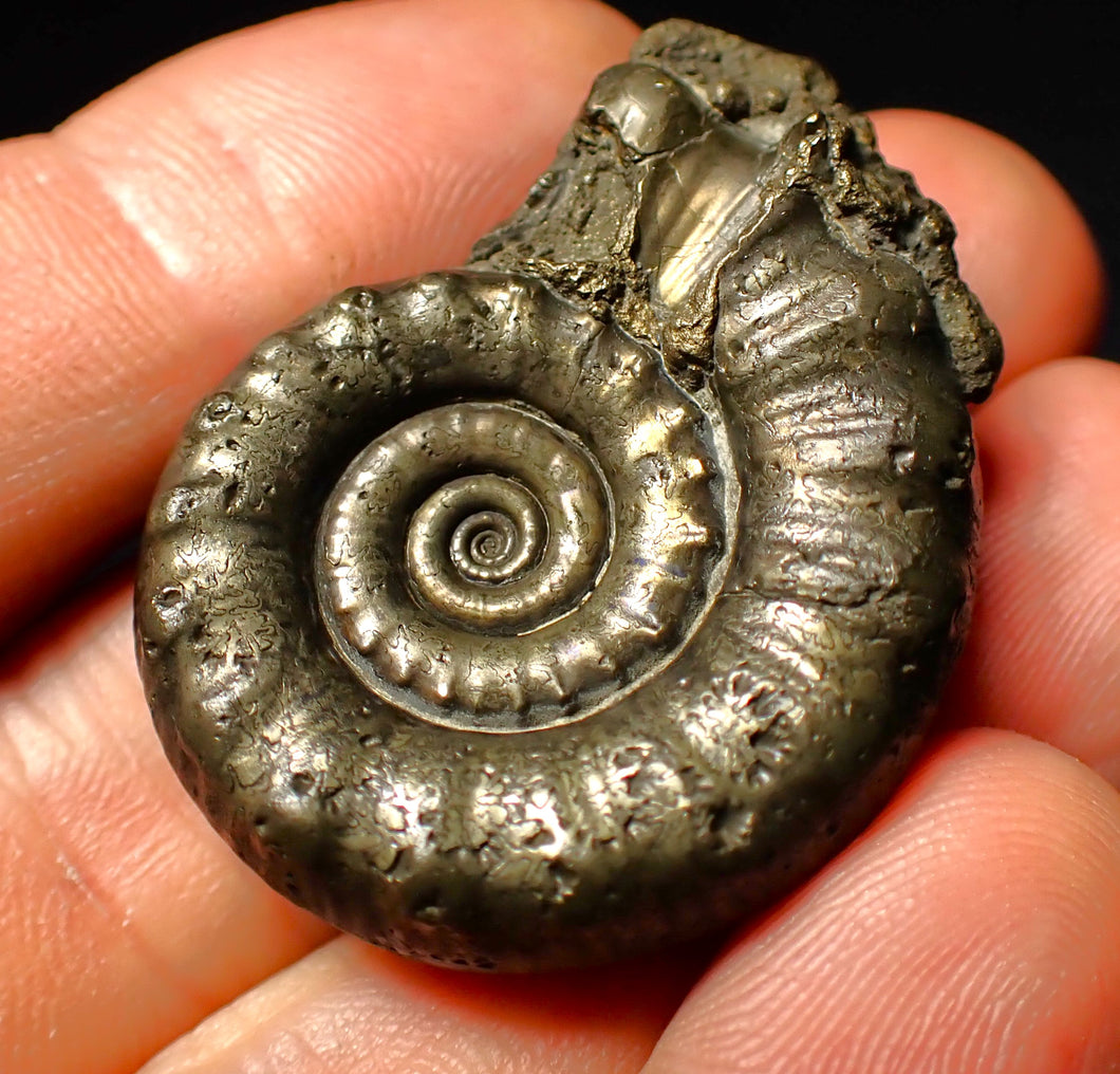 Perfect pyrite Eoderoceras ammonite fossil (39 mm)