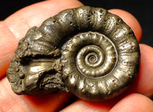 Load image into Gallery viewer, Perfect pyrite Eoderoceras ammonite fossil (39 mm)
