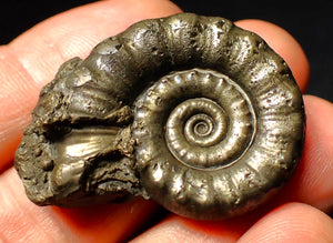 Perfect pyrite Eoderoceras ammonite fossil (39 mm)