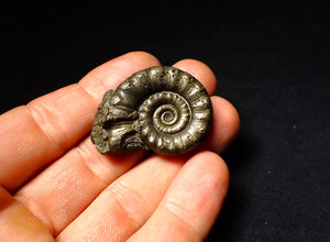 Perfect pyrite Eoderoceras ammonite fossil (39 mm)