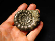 Load image into Gallery viewer, Chunky pyrite Eoderoceras ammonite fossil (64 mm)
