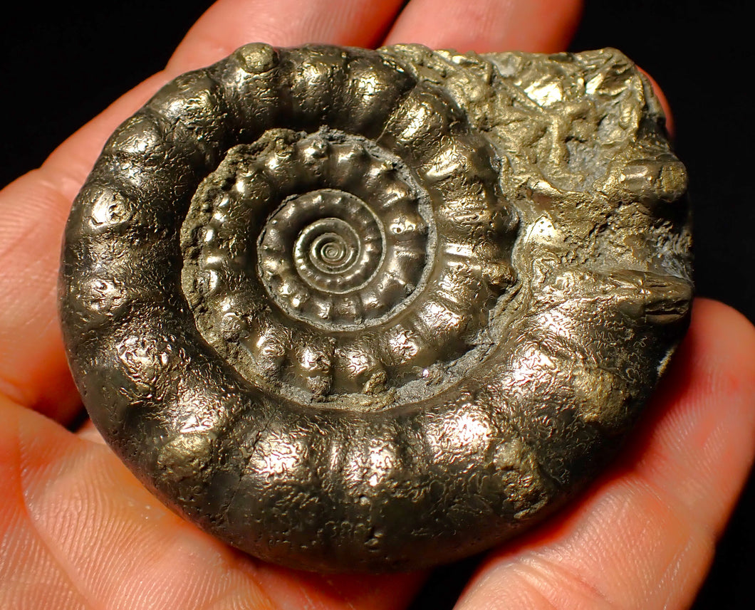 Chunky pyrite Eoderoceras ammonite fossil (64 mm)