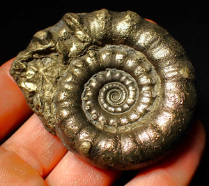 Chunky pyrite Eoderoceras ammonite fossil (64 mm)