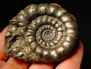 Chunky pyrite Eoderoceras ammonite fossil (64 mm)