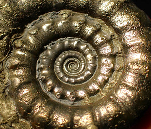 Chunky pyrite Eoderoceras ammonite fossil (64 mm)