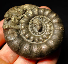 Load image into Gallery viewer, Chunky pyrite Eoderoceras ammonite fossil (64 mm)
