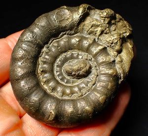 Chunky pyrite Eoderoceras ammonite fossil (64 mm)