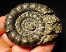 Load image into Gallery viewer, Chunky pyrite Eoderoceras ammonite fossil (64 mm)
