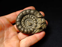 Load image into Gallery viewer, Chunky pyrite Eoderoceras ammonite fossil (64 mm)
