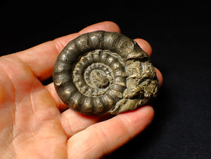 Chunky pyrite Eoderoceras ammonite fossil (64 mm)