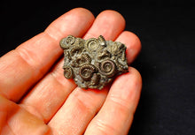 Load image into Gallery viewer, Full pyrite multi-ammonite fossil (40 mm)
