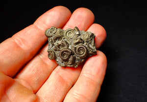 Full pyrite multi-ammonite fossil (40 mm)