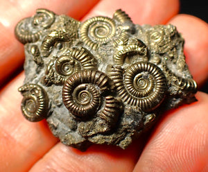 Full pyrite multi-ammonite fossil (40 mm)