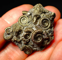 Load image into Gallery viewer, Full pyrite multi-ammonite fossil (40 mm)
