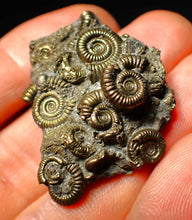 Load image into Gallery viewer, Full pyrite multi-ammonite fossil (40 mm)
