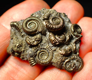 Full pyrite multi-ammonite fossil (40 mm)