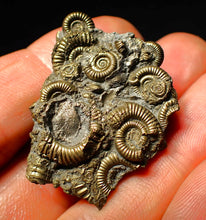 Load image into Gallery viewer, Full pyrite multi-ammonite fossil (40 mm)
