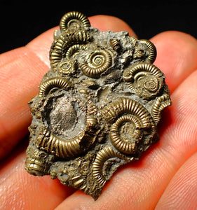 Full pyrite multi-ammonite fossil (40 mm)