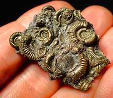 Load image into Gallery viewer, Full pyrite multi-ammonite fossil (40 mm)
