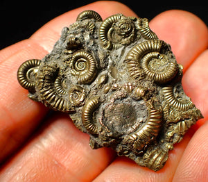 Full pyrite multi-ammonite fossil (40 mm)