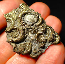 Load image into Gallery viewer, Full pyrite multi-ammonite fossil (40 mm)
