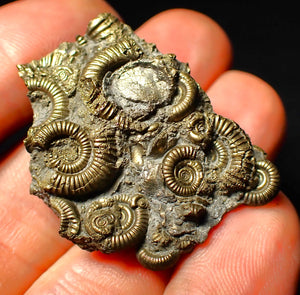 Full pyrite multi-ammonite fossil (40 mm)