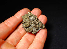 Load image into Gallery viewer, Full pyrite multi-ammonite fossil (40 mm)
