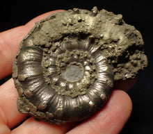 Load image into Gallery viewer, Pyrite Eteoderoceras (Eoderoceras) ammonite fossil (65mm)
