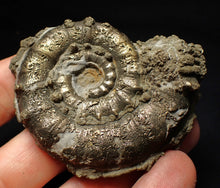 Load image into Gallery viewer, Pyrite Eteoderoceras (Eoderoceras) ammonite fossil (65mm)
