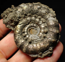 Load image into Gallery viewer, Pyrite Eteoderoceras (Eoderoceras) ammonite fossil (65mm)
