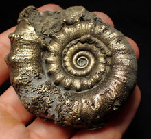 Load image into Gallery viewer, Pyrite Eteoderoceras (Eoderoceras) ammonite fossil (66mm)
