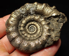 Load image into Gallery viewer, Pyrite Eteoderoceras (Eoderoceras) ammonite fossil (66mm)
