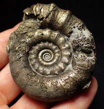 Load image into Gallery viewer, Pyrite Eteoderoceras (Eoderoceras) ammonite fossil (66mm)
