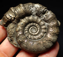 Load image into Gallery viewer, Pyrite Eteoderoceras (Eoderoceras) ammonite fossil (66mm)
