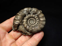 Load image into Gallery viewer, Pyrite Eteoderoceras (Eoderoceras) ammonite fossil (66mm)
