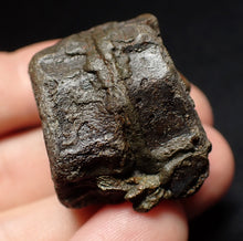 Load image into Gallery viewer, Jurassic double ichthyosaur vertebrae from Lyme Regis (33mm)
