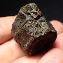 Load image into Gallery viewer, Jurassic double ichthyosaur vertebrae from Lyme Regis (33mm)
