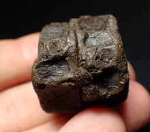 Load image into Gallery viewer, Jurassic double ichthyosaur vertebrae from Lyme Regis (33mm)
