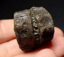 Load image into Gallery viewer, Jurassic double ichthyosaur vertebrae from Lyme Regis (33mm)
