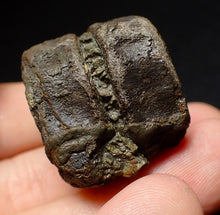 Load image into Gallery viewer, Jurassic double ichthyosaur vertebrae from Lyme Regis (33mm)
